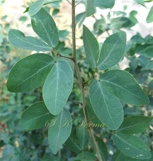  Branch with leaves